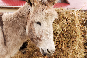Close-up of a calm donkey with soft, an Animal Photo by darksoul72