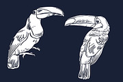 TOUCAN, an Animal Illustration by Tanya Akhmett (Thumbnail 3 of 11)