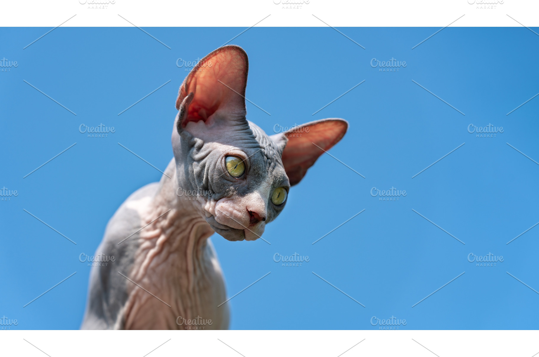 Cat on background of blue sky, an Animal Photo by Alexander-Piragis