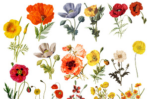 Vintage Poppies Clipart