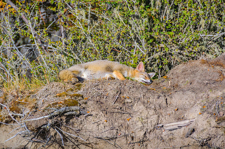 Fox slepping at top of small hill, ushuaia, argentina, an Animal Photo by DanFLCreativo