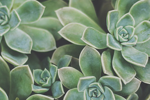 Rock Rose Succulent  Plant Portrait, a Nature Photo by René Jordaan Photography
