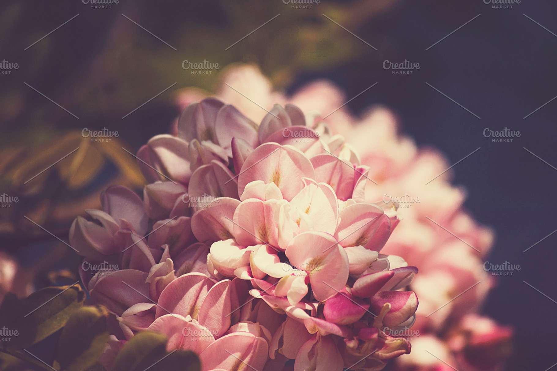 Pink flower featuring nature, pink, and flower
