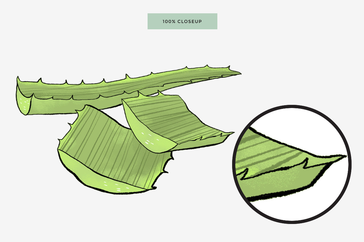 Aloe Vera Custom Illustration, an Illustration by Mockup Studio (Photo 3 of 3)