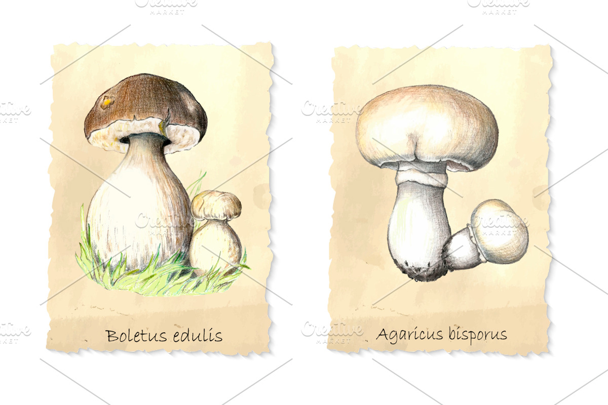 Pencil vintage mushrooms., a Food Illustration by Vikeriya (Photo 2 of 5)