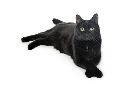 Black cat lies on a white background, an Animal Photo by FedotovAnatoly