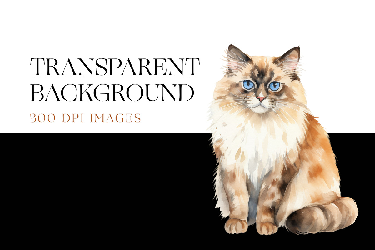 Ragdoll Cat Clipart, Ragdoll Kittens, an Animal Illustration by BrushstrokeArtGB (Photo 6 of 9)
