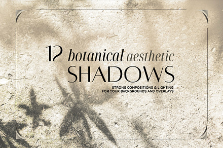 Botanical aesthetic shadow on cement
