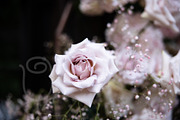 A Garden of Roses | Wedding, Events, a Nature Photo by Farewell (Thumbnail 32 of 41)