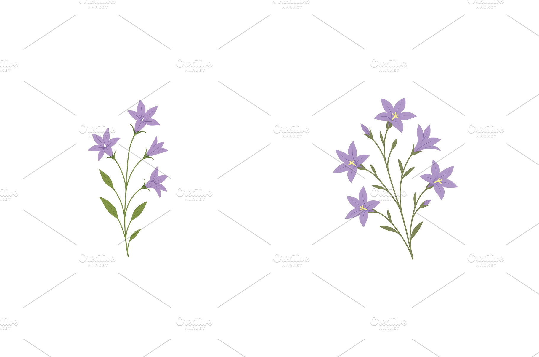 Purple bell flowers blooming in a, a Nature Photo by ZinetroN