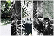 98% OFF | Tropical Bundle | 170 IN 1, a Photo by Floral Deco (Thumbnail 10 of 14)