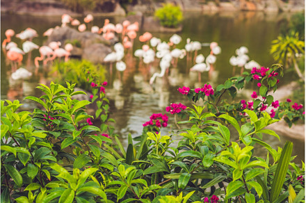 Flamingo on pond at zoo, an Animal Photo by Elizaveta Galitskaya