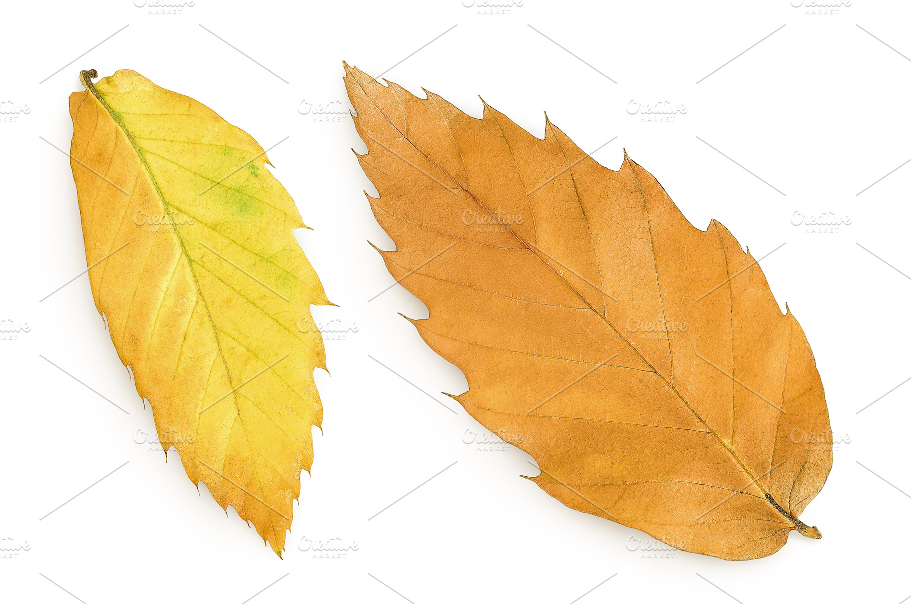 Leaves of sweet chestnut tree, a Food & Drink Photo by NataPhoto