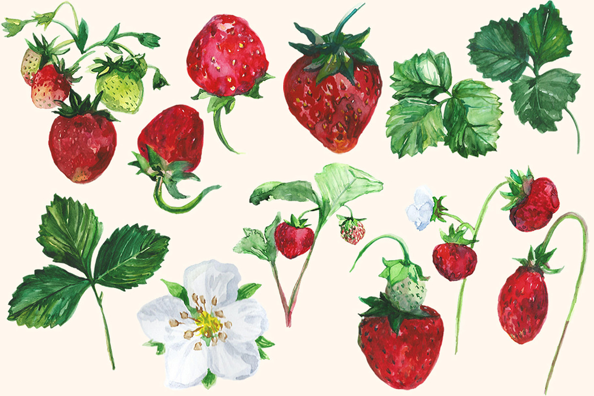 Watercolor Strawberry Clip art, a Food Illustration by DollyPotterson (Photo 3 of 8)