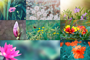 Flower collection 100 photos, a Nature Photo by Vladimir Kazimirov (Thumbnail 14 of 14)
