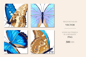 Morpho Patterns