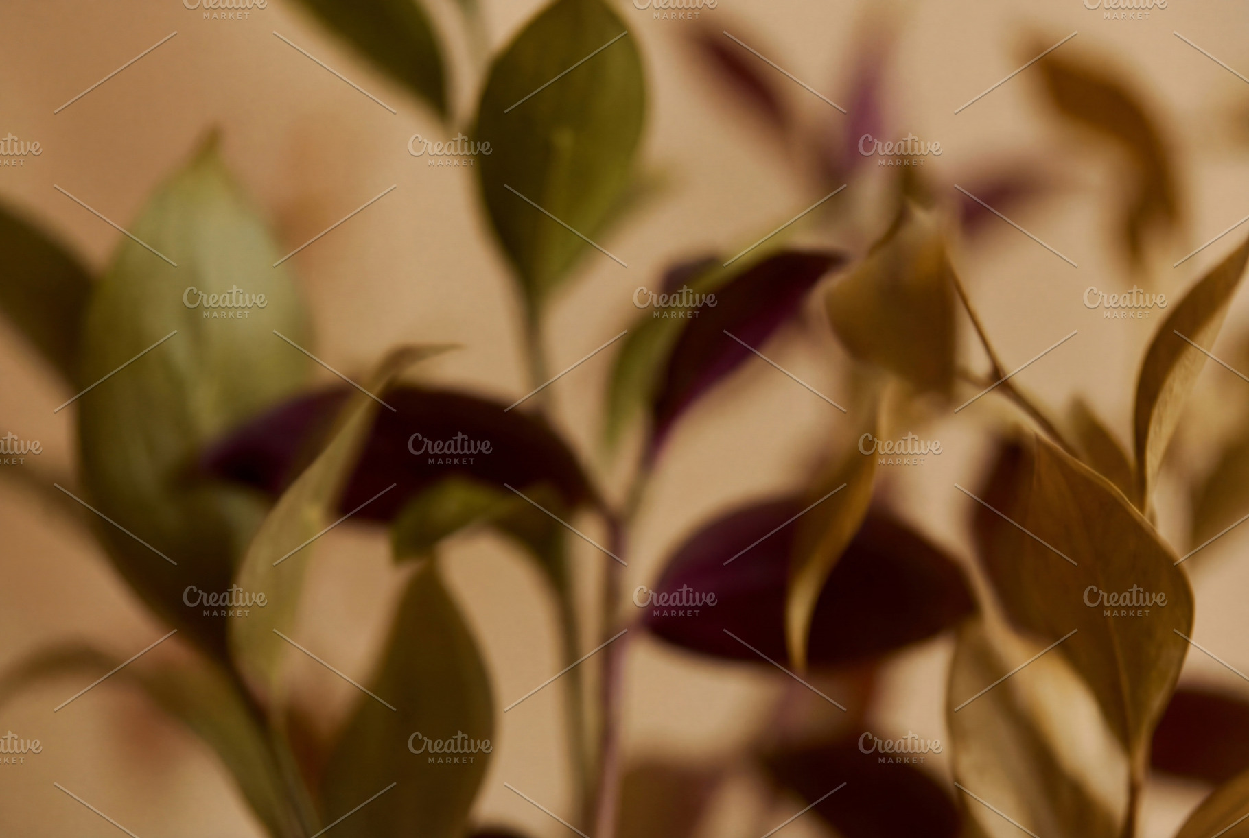 Soft Focus Autumnal Foliage, a Nature Photo by Virgo Studio