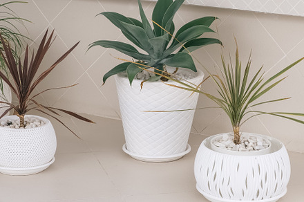 House flowers in pots. Minimal floral botanical aesthetic. Beige, a Nature Photo by Jenya Porechenskaya