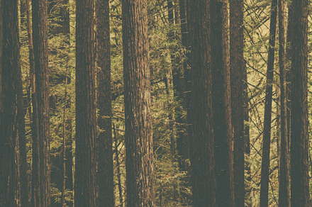 Red wood trees stock photo containing california and red wood preview 6
