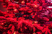 Christmas tree background with red ornaments, a Holiday Photo by GoodGoods (Thumbnail 1 of 3)