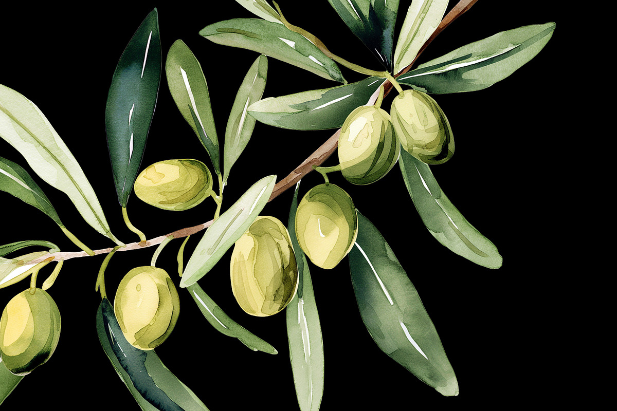 Watercolor Oliva Branch Clipart Png, an Object Graphic by Naty Art (Photo 3 of 8)
