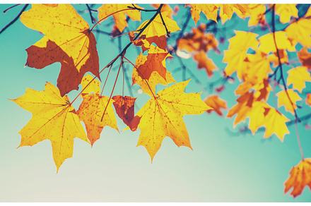 Autumn leaves on a tree. Selective, a Nature Photo by yanadjana