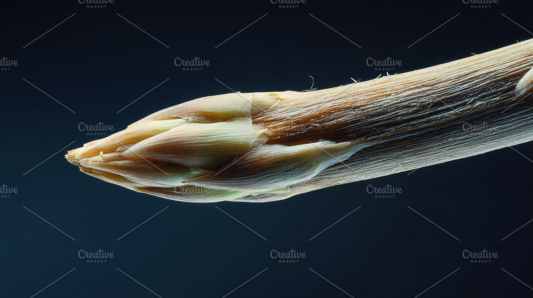 Close-up of plant tip, a Photo by Beautiful things