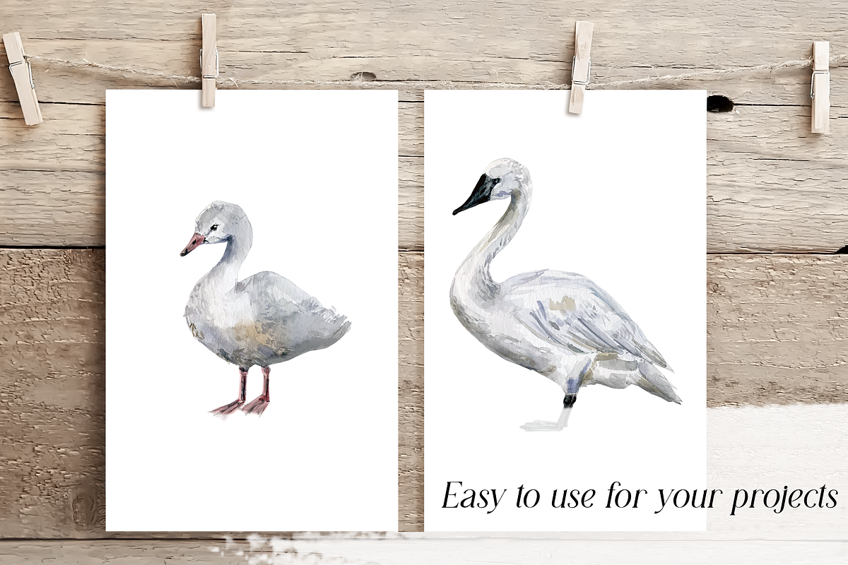 Trumpeter Swan Life Cycle Set, an Education Illustration by Tati Bordiu (Photo 2 of 4)
