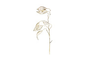 Lunaria branches, an Illustration by Watercolor life (Thumbnail 4 of 7)
