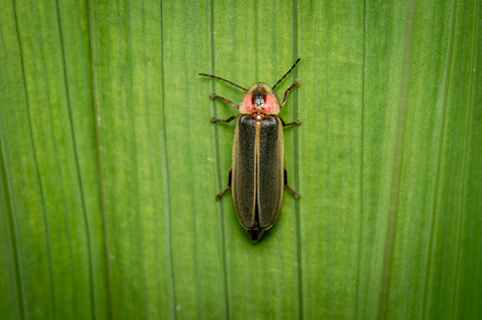 Firefly or Lightning Bug, an Animal Photo by Clinton Weaver