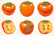 Watercolor Persimmon Fruit Clipart, an Illustration by Libby Wishes (Thumbnail 3 of 5)