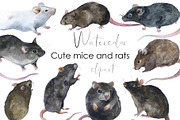 Watercolor rodents Clipart png, an Animal Illustration by KomtsyanTatyanaArt (Thumbnail 1 of 4)