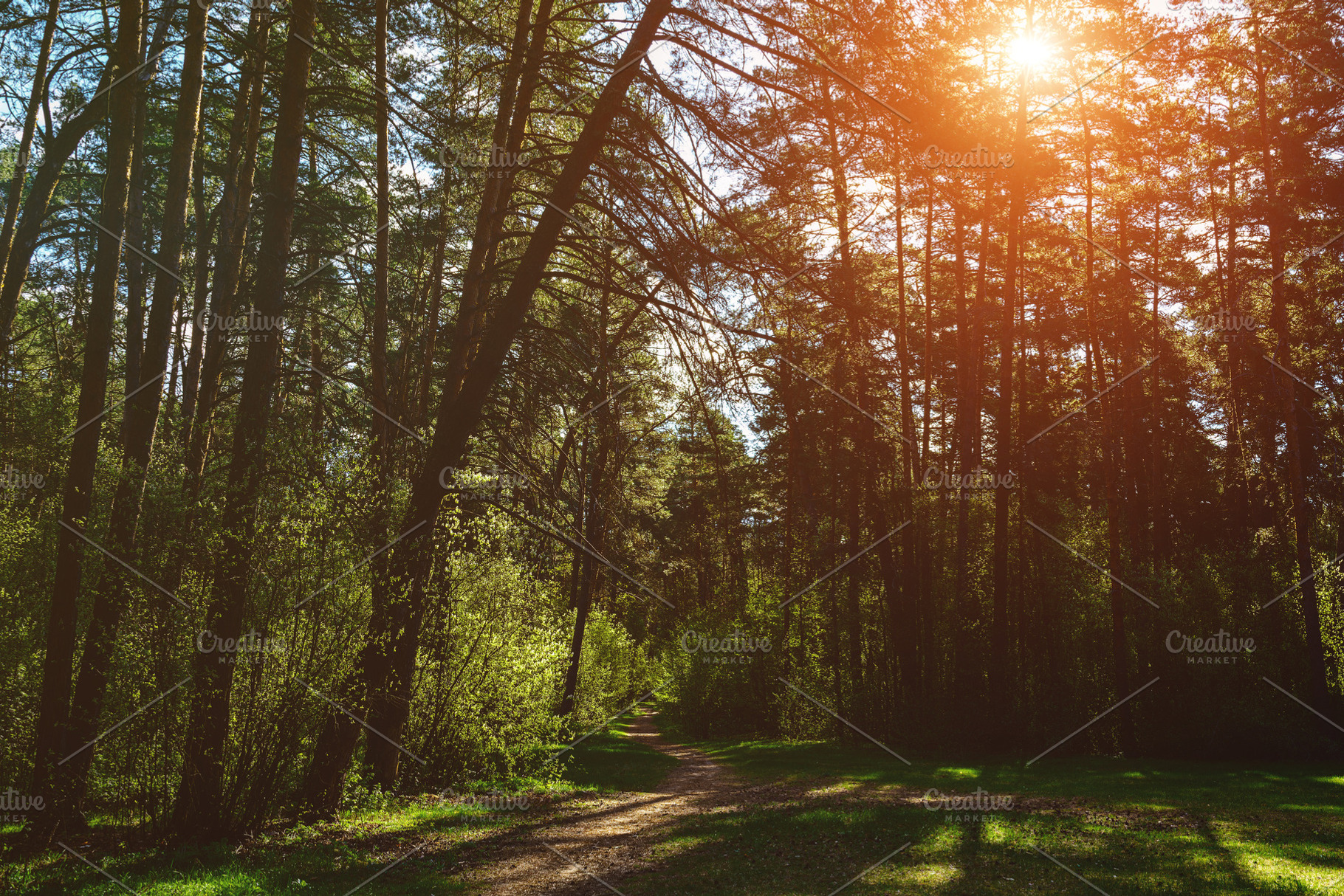 Forest path winding through green trees. Sunlit park landscape., a Nature Photo by Eugene_Photo