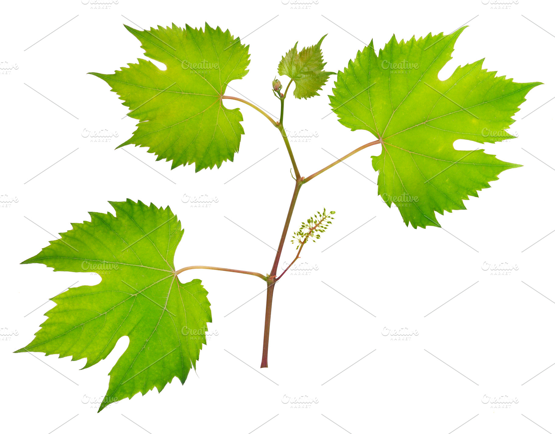 Fresh grape leaves containing grape, vine, and grapevine, a Nature Photo by Serg64