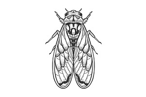 Cicadidae Insect Sketch Vector