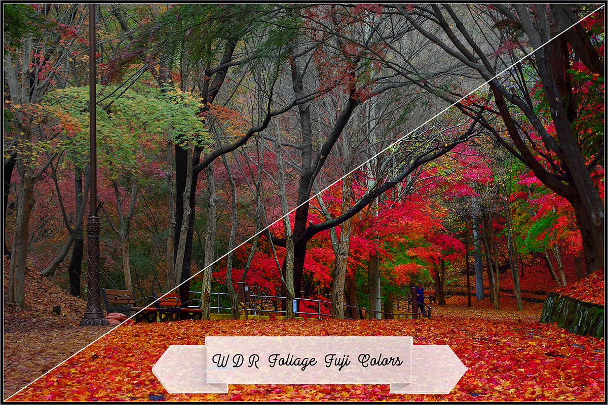 Wide Dynamic Range - Foliage preview 5