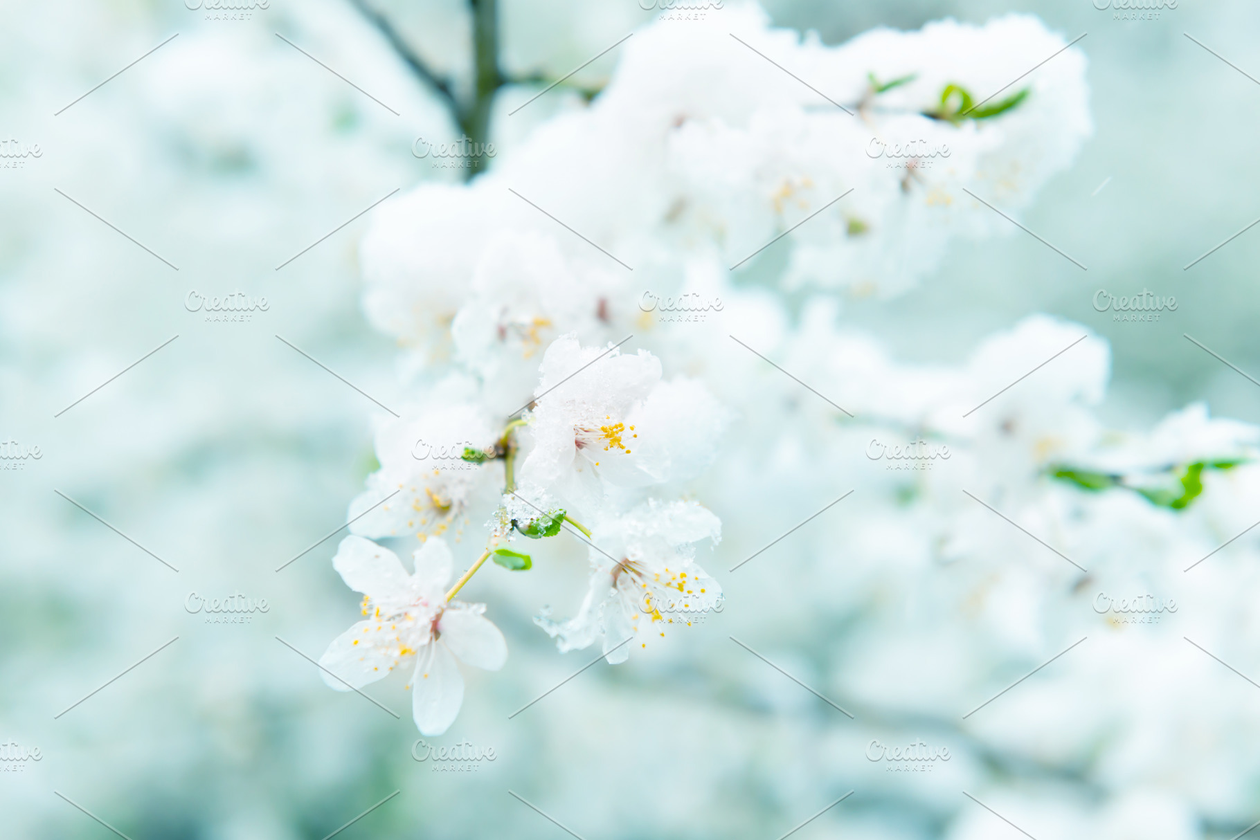White flowers of branch cherry tree, a Nature Photo by Vapi