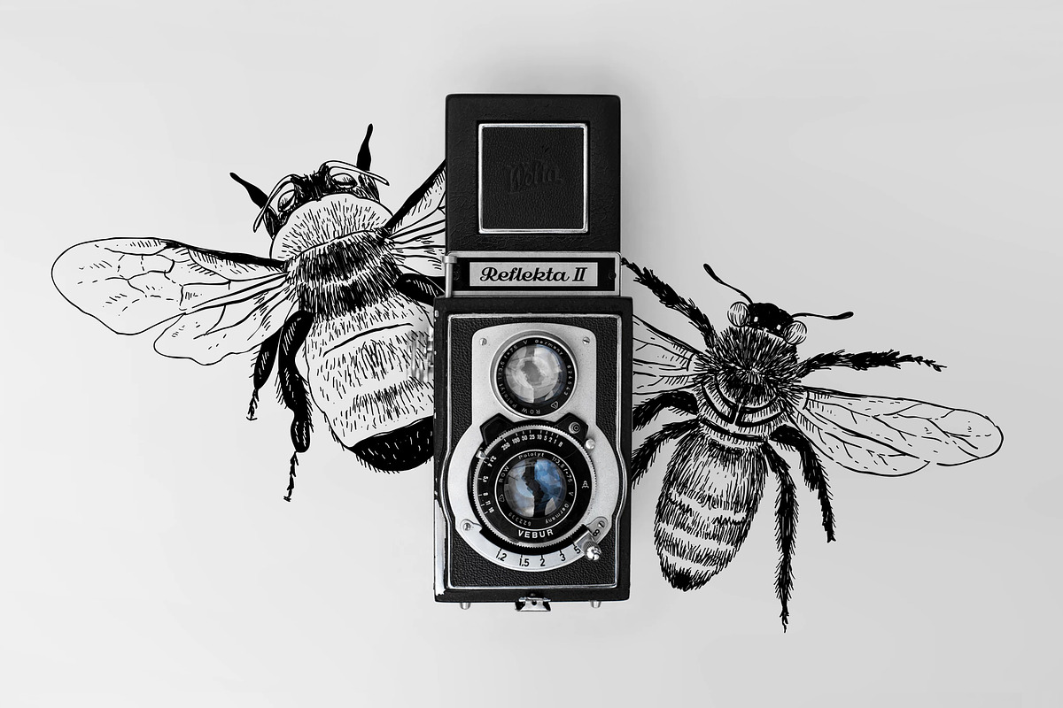 Vintage Bee Butterfly Illustrations, an Icon by Hatch Design Workshop (Photo 3 of 8)