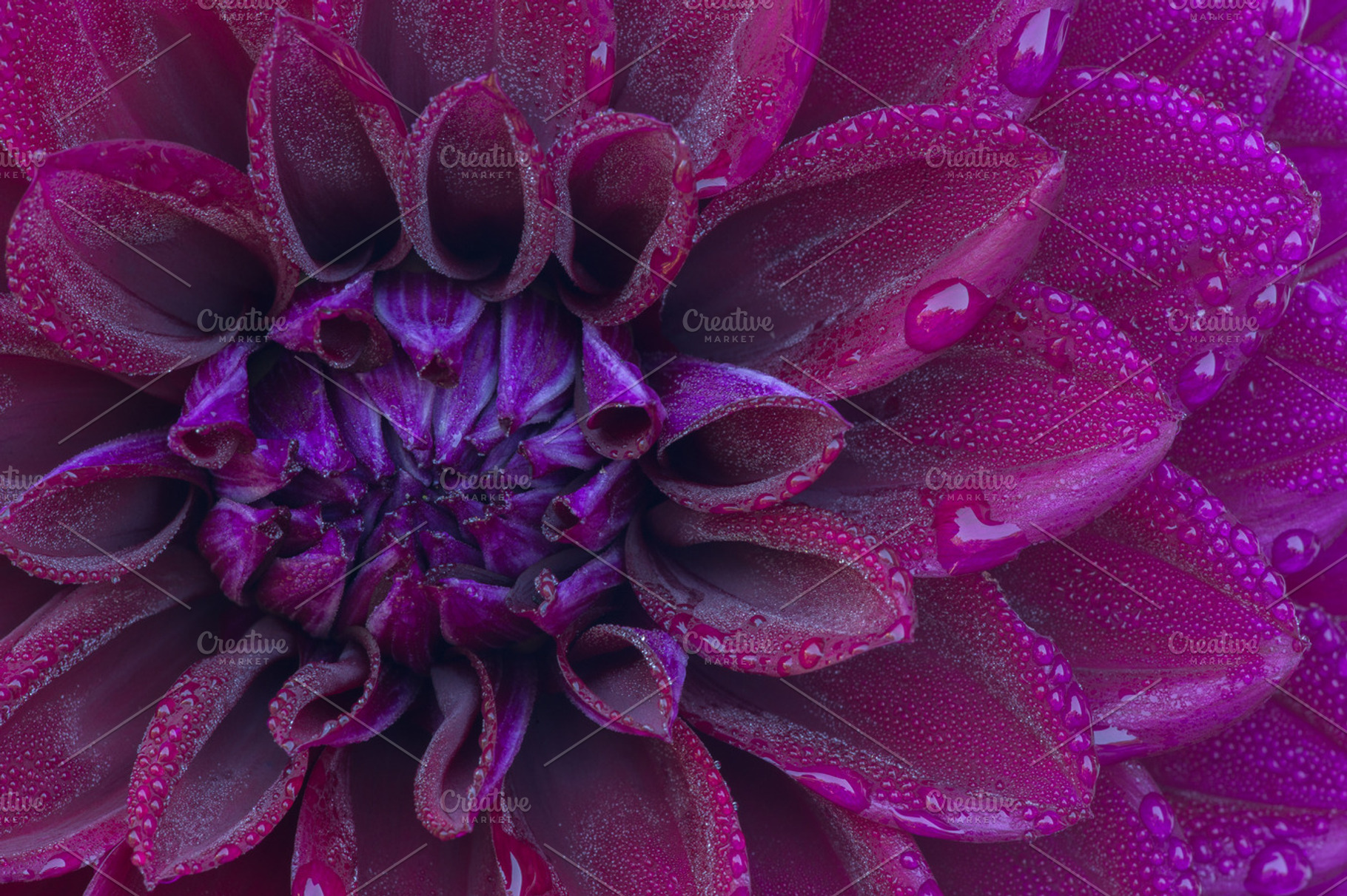 Dahlia dew, a Nature Photo by Otago Media