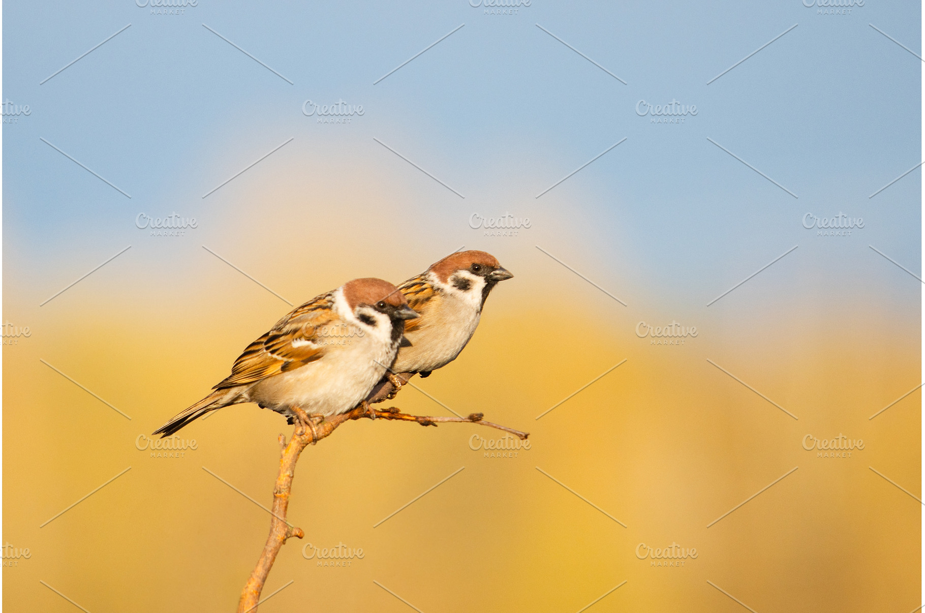 Pair of Eurasian Tree Sparrows, an Animal Photo by Pakosta