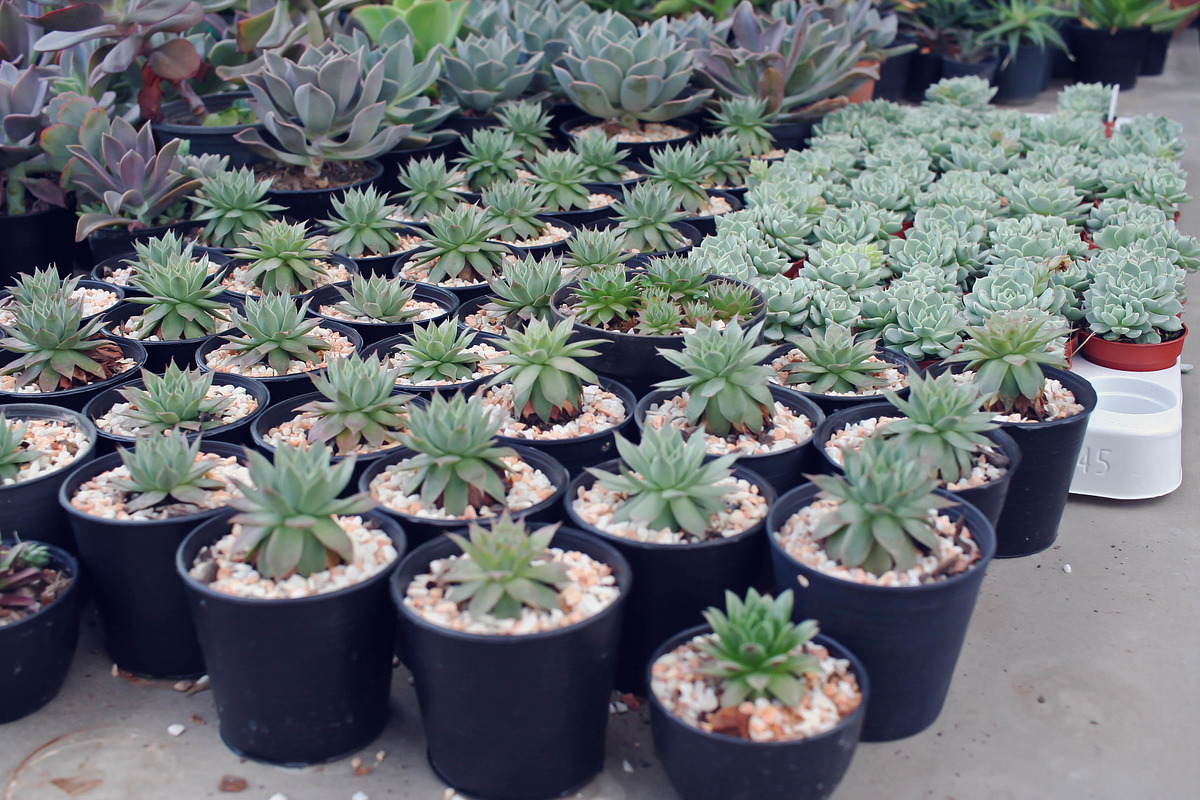Cactus containing instagram, retro, and plant, a Nature Photo by mutita.narkmuang (Photo 1 of 2)