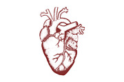 HEART Anatomical Art, a Graphic by Nastya Draws (Thumbnail 3 of 3)