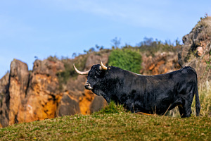Black longhorn bull in a rocky lands, an Animal Photo by Perpis