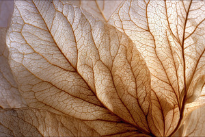 Beautiful nature abstract showcasing, a Photo by Pavel_design