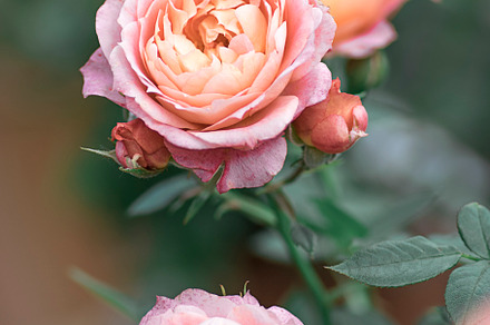 Close-up of delicate pale pink roses, a Nature Photo by UliaA