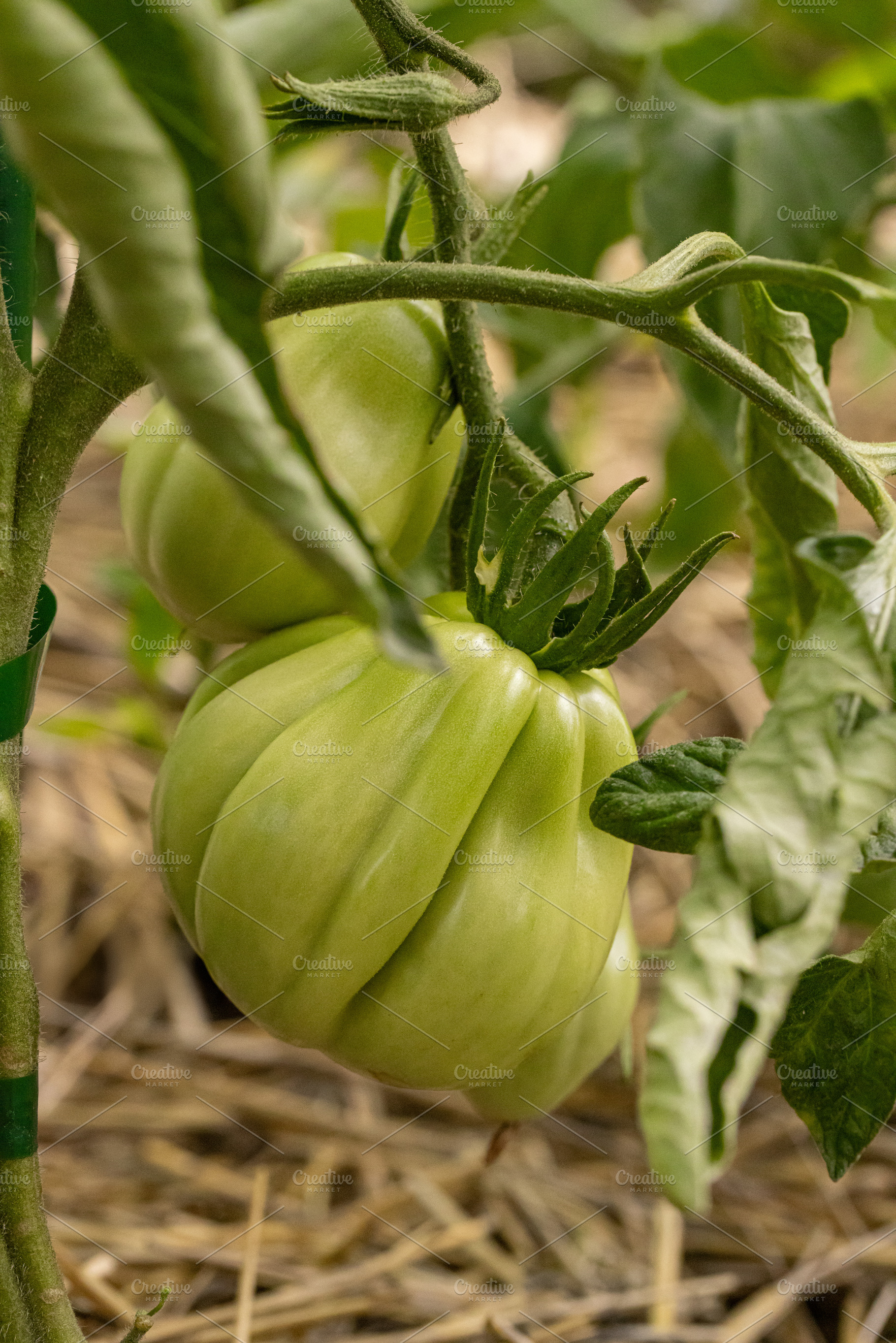 Unripe green tomatoes hanging on the vine, a Photo by Grafvision photography