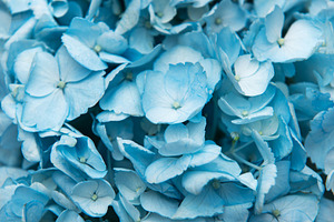 Blue hydrangea flowers blooming in a natural garden, a Background Photo by Olena Rudo