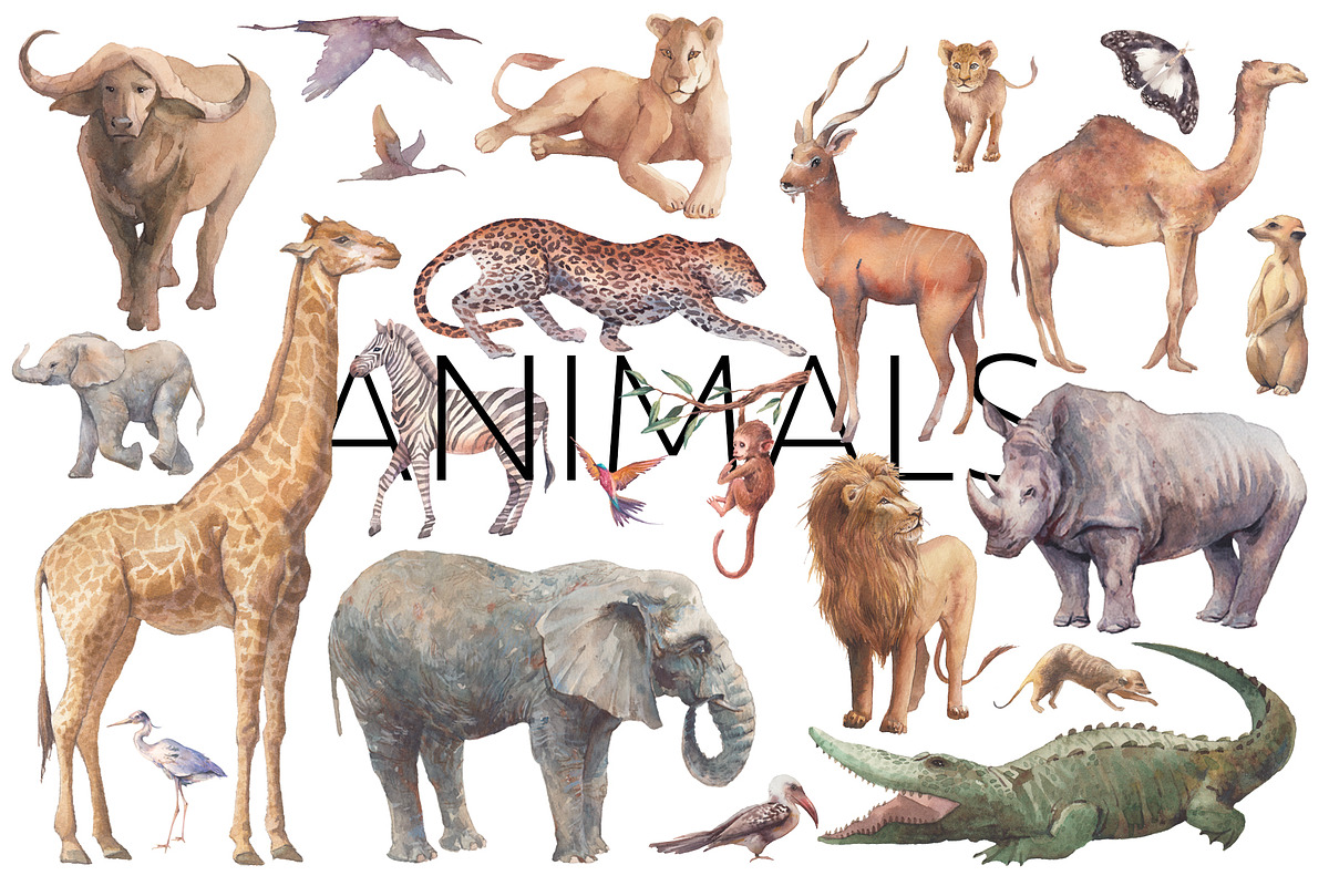 AFRICA, an Animal Illustration by Eisfrei (Photo 2 of 14)