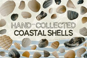 Hand-Collected Coastal Shells