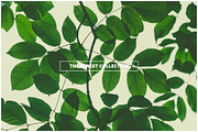 THE FOREST COLLECTION iseeyouphoto preview 2